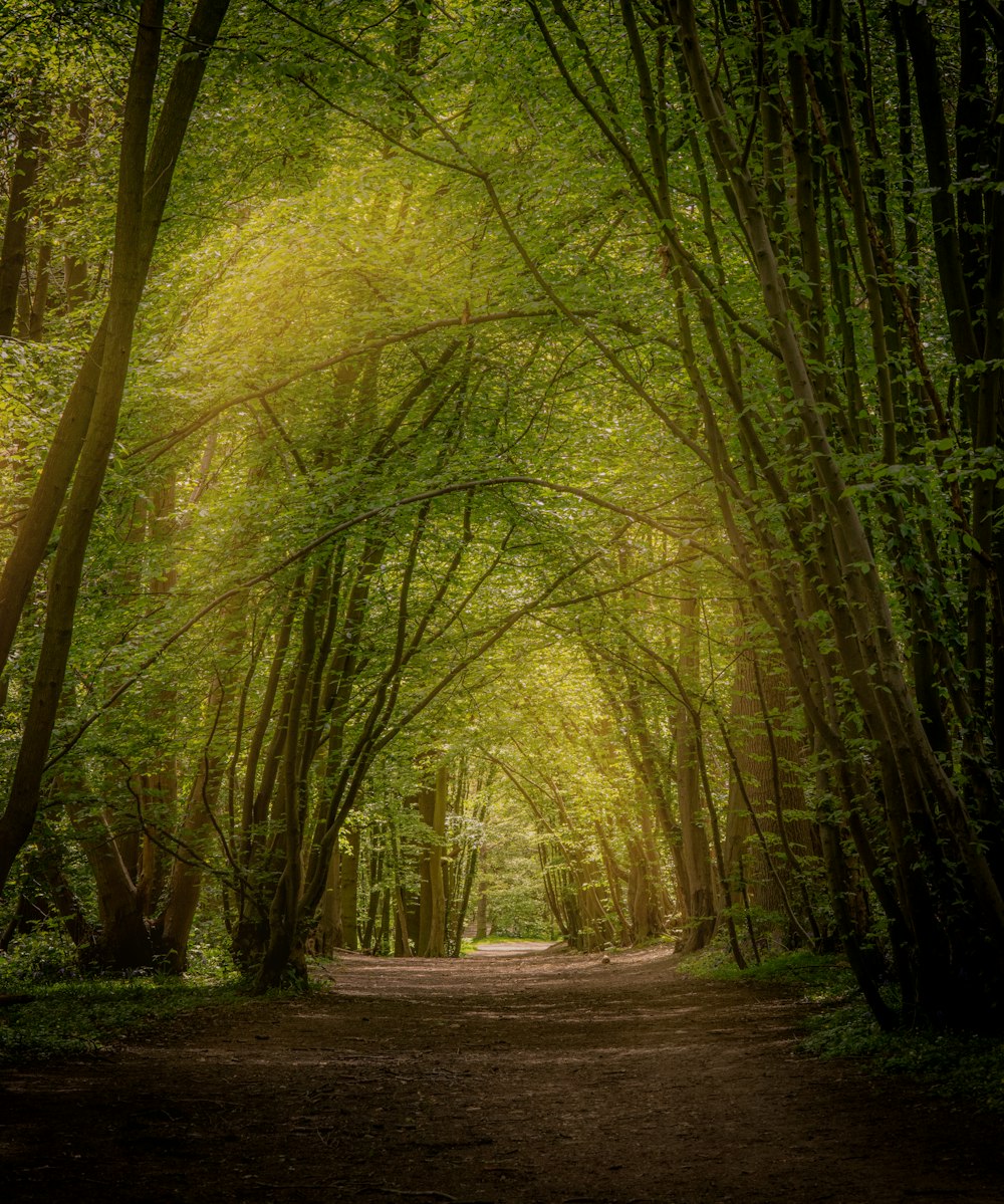 a dirt road surrounded by trees and green leaves