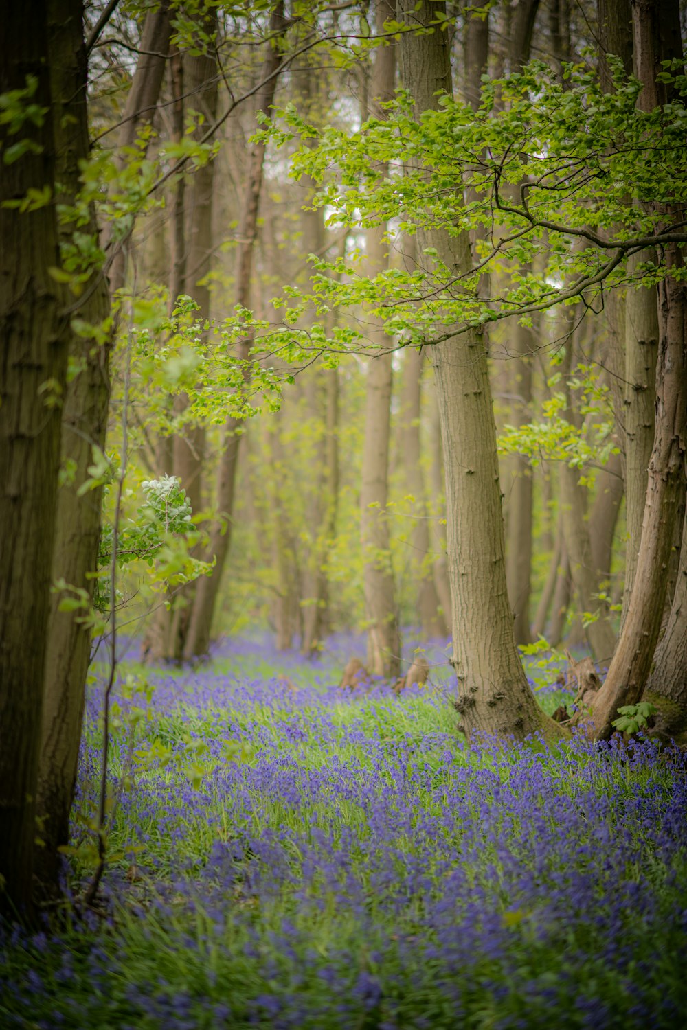 a forest filled with lots of trees and blue flowers