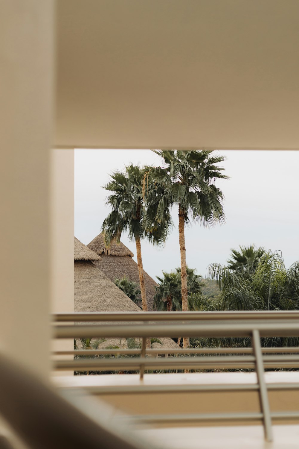 a palm tree is seen through a window