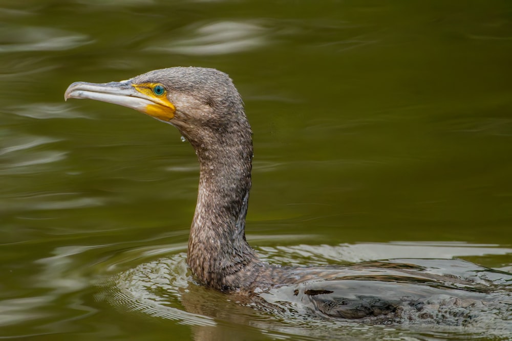 a bird with a yellow beak swims in the water