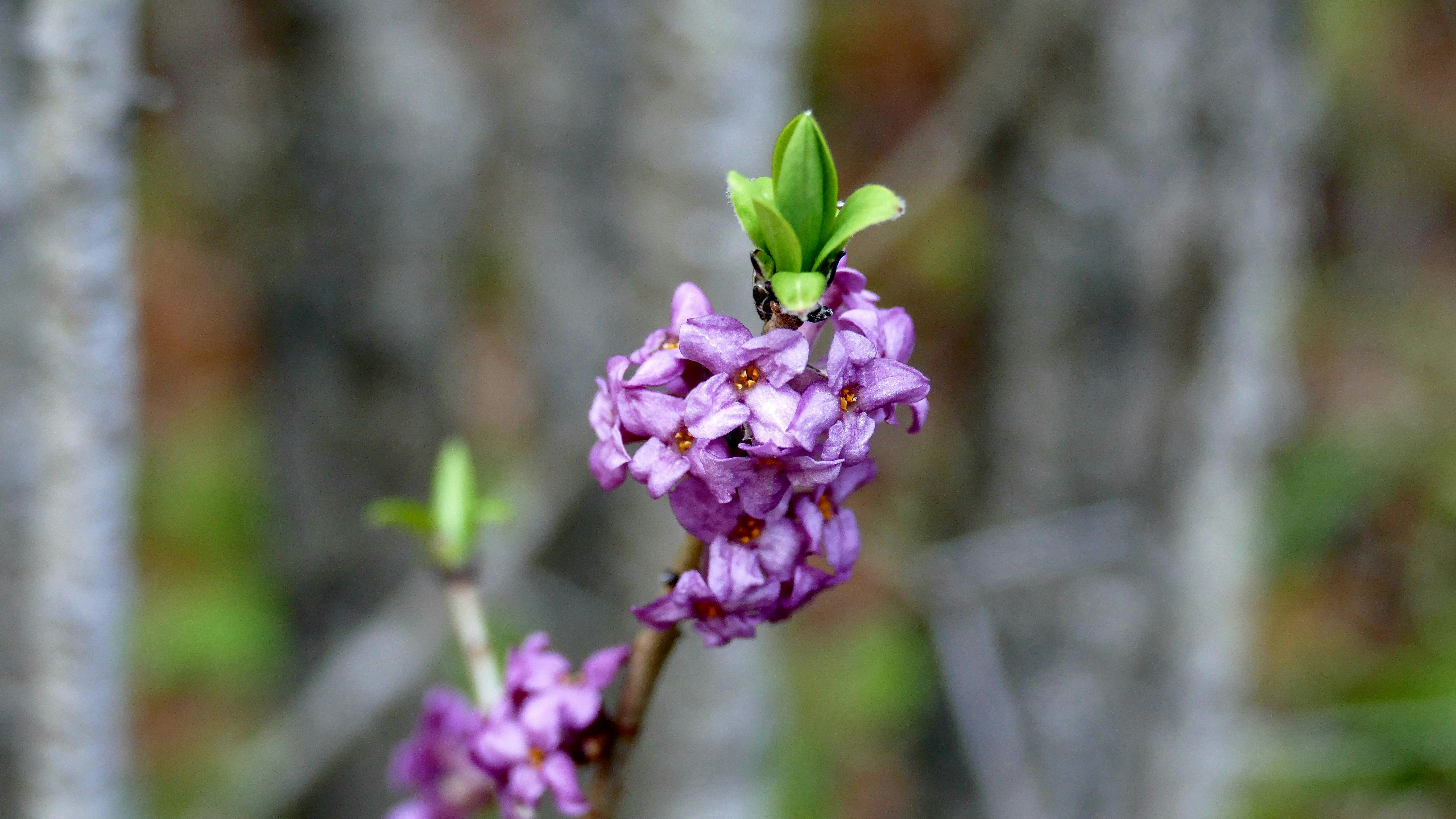 Photo by arts_of_the_rose