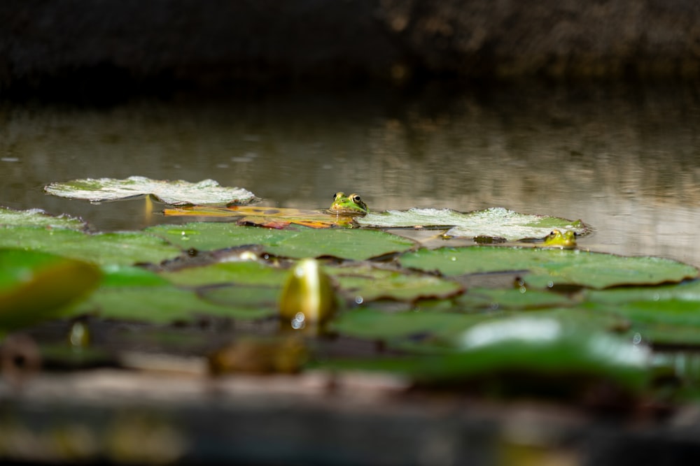 a frog sitting on a lily pad in a pond