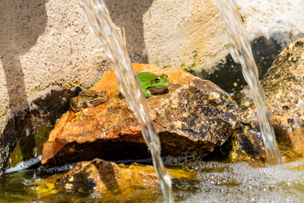 a frog sitting on top of a rock next to water