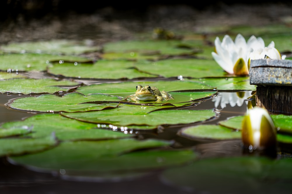 a frog sitting on a lily pad in a pond