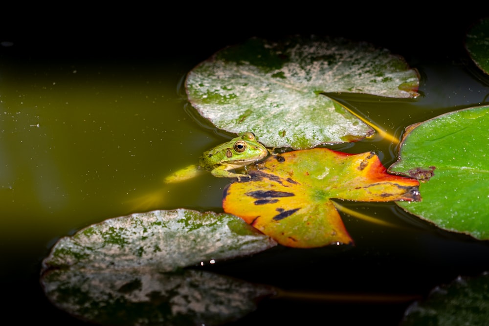 a frog sitting on top of a leaf in a pond