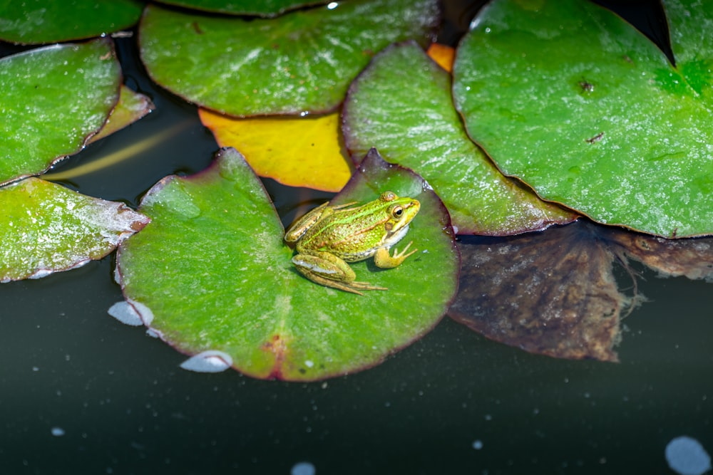 a frog sitting on top of a lily pad in a pond