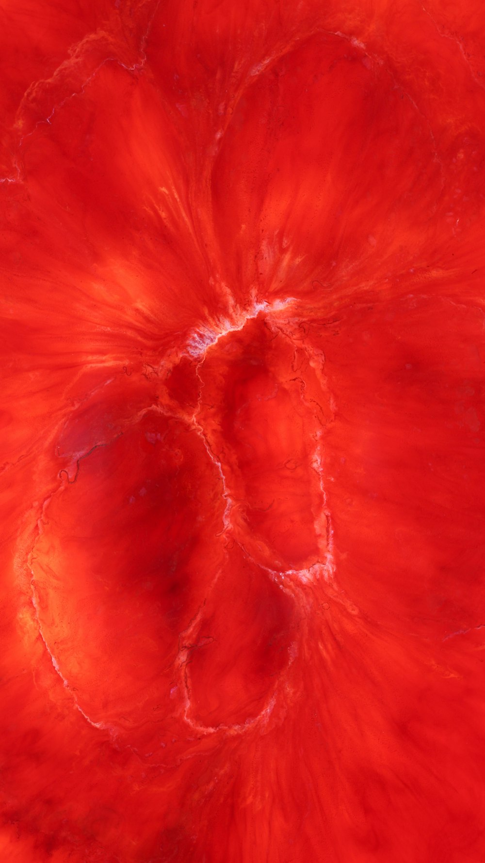 a close up view of a red flower