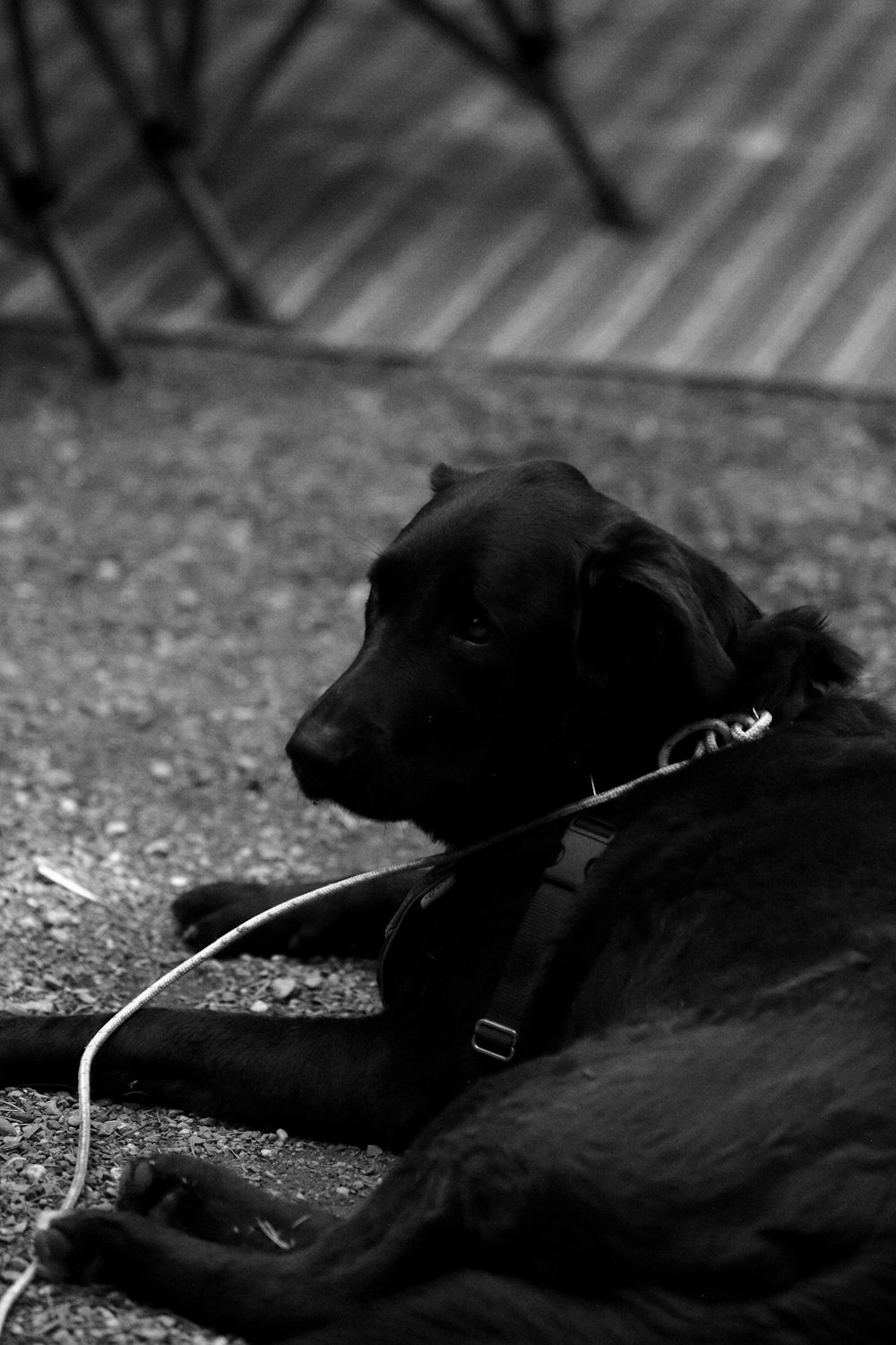 a black dog laying on the ground with a leash