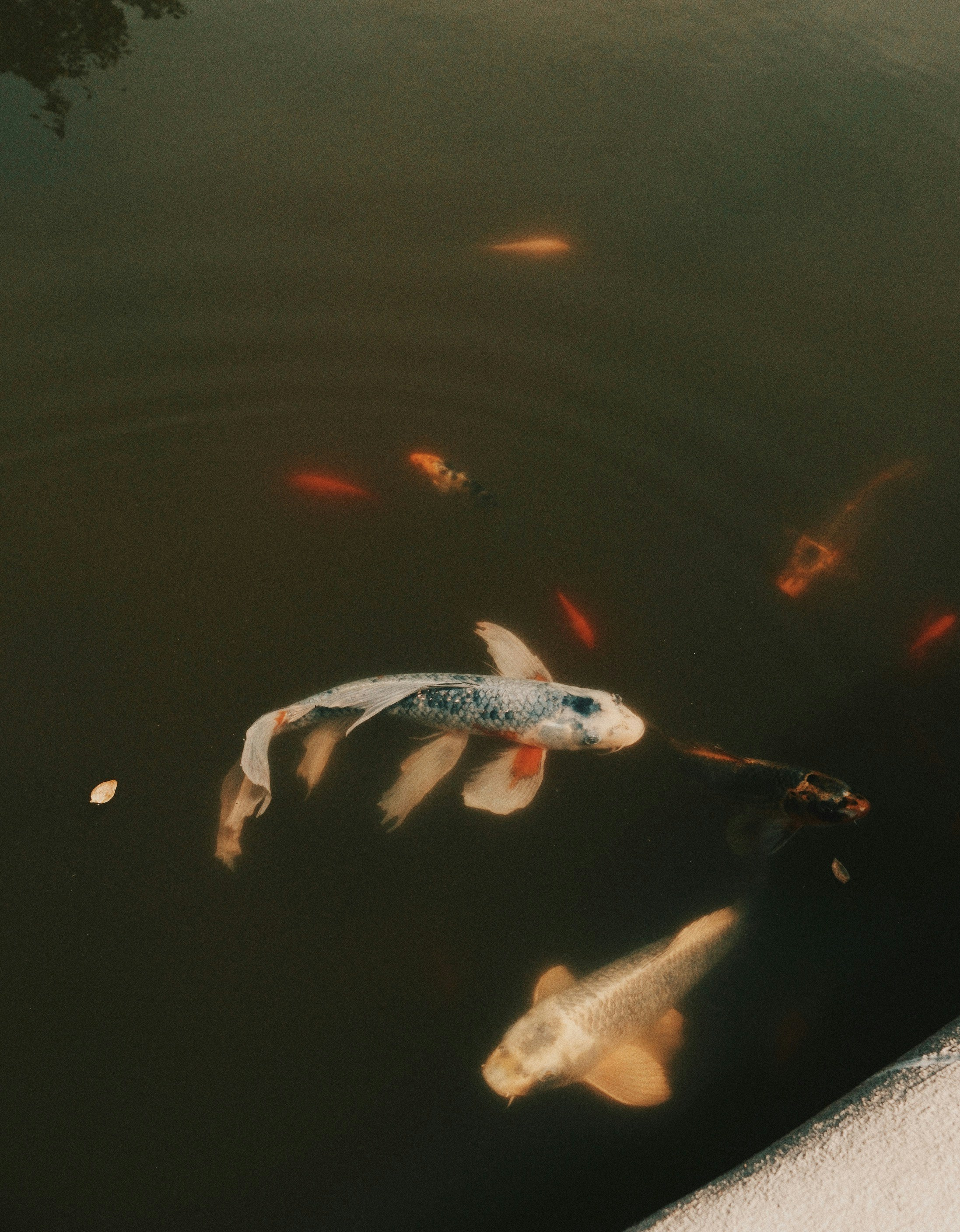sekelompok ikan berenang di kolam