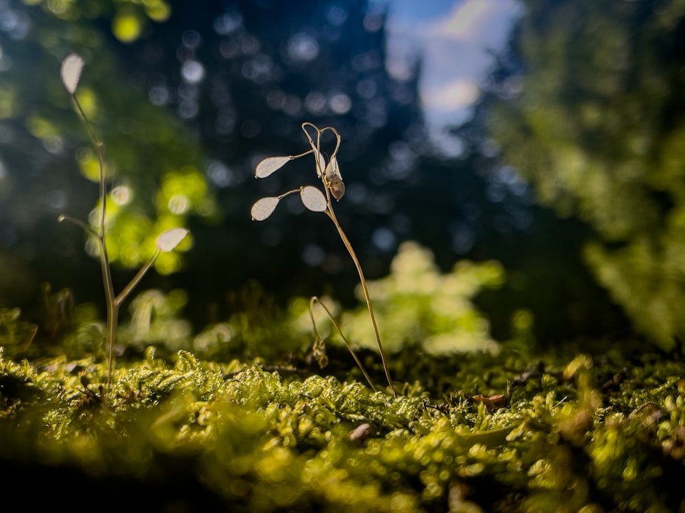 a close up of a plant on a moss covered ground