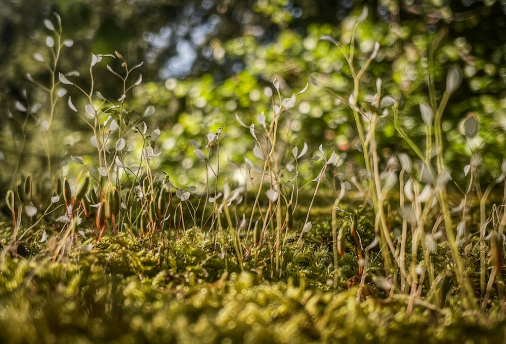 a close up of a patch of grass with trees in the background