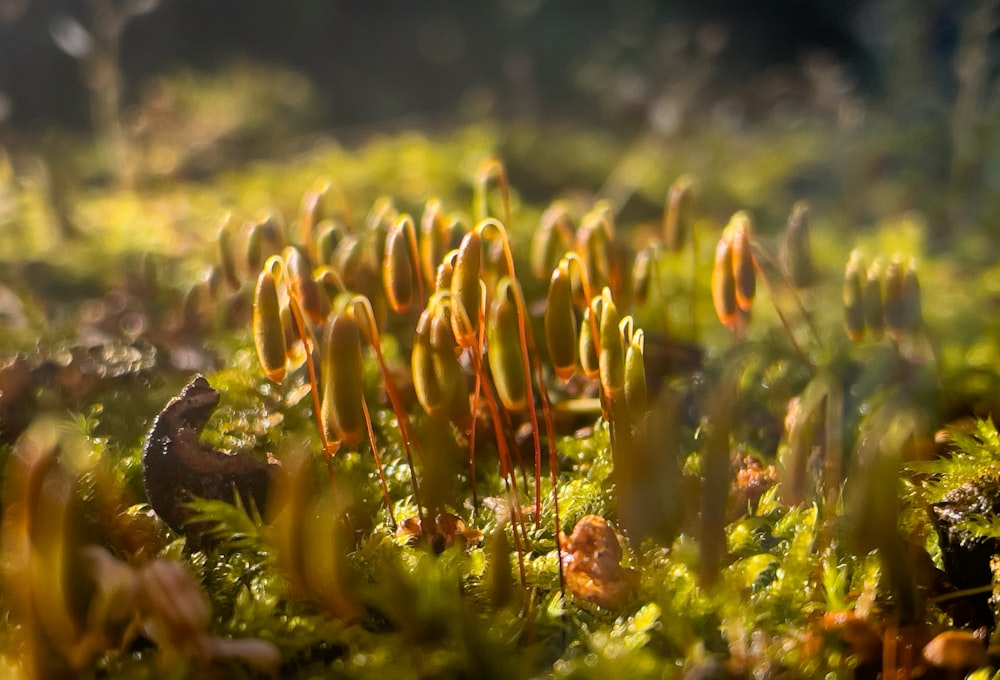 a close up of a plant in the grass