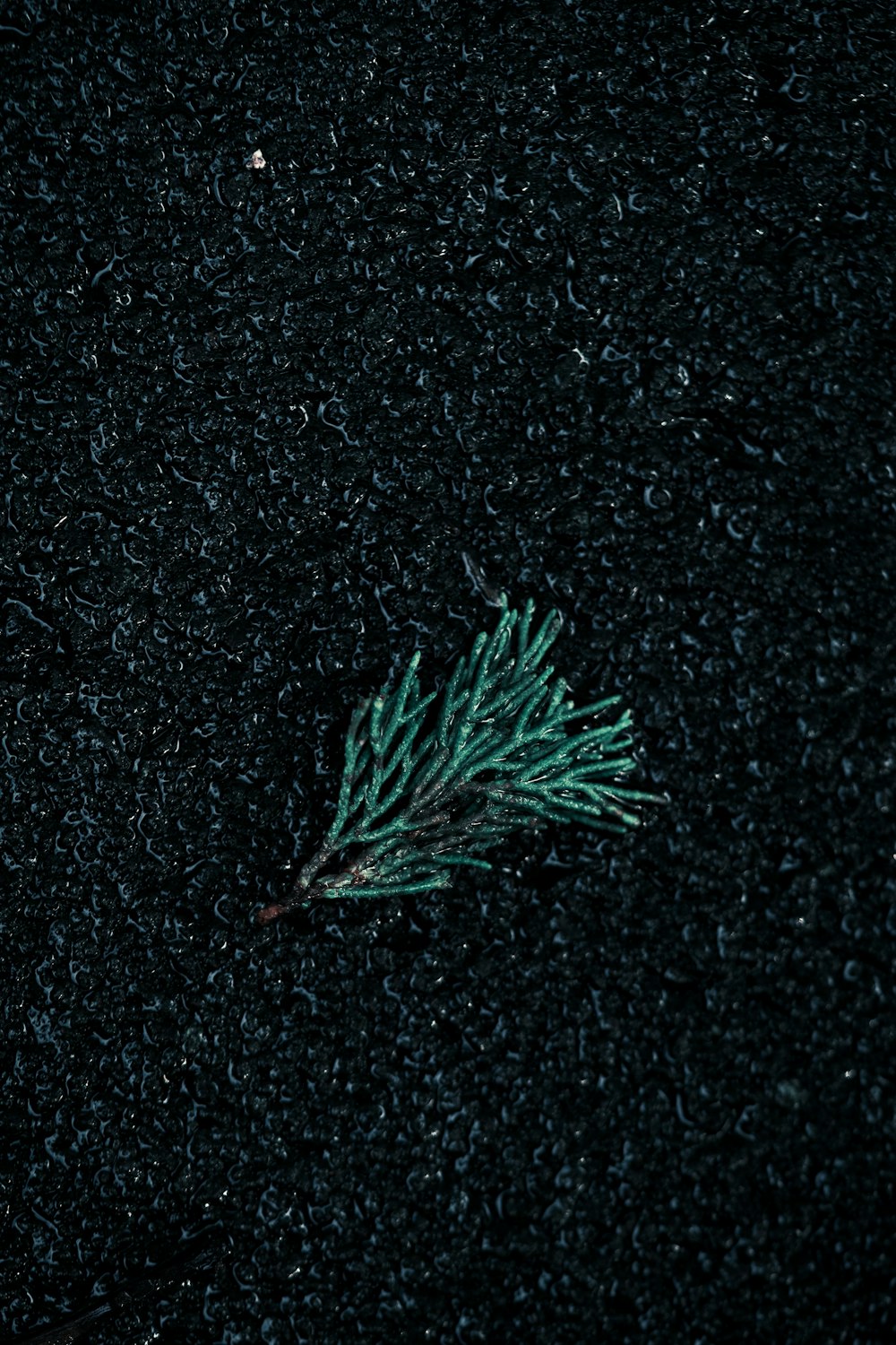 a small green plant sitting on top of a black surface