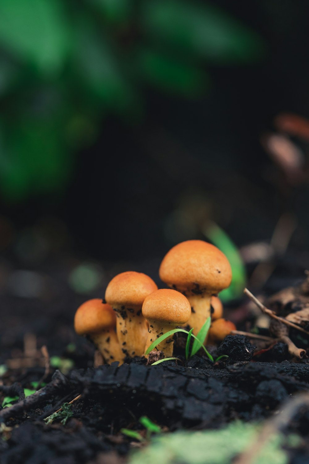 a group of mushrooms sitting on top of a forest floor