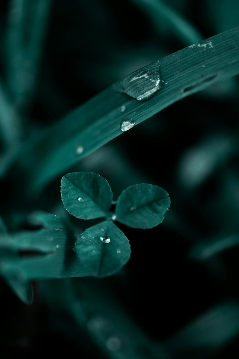 a green plant with water drops on it