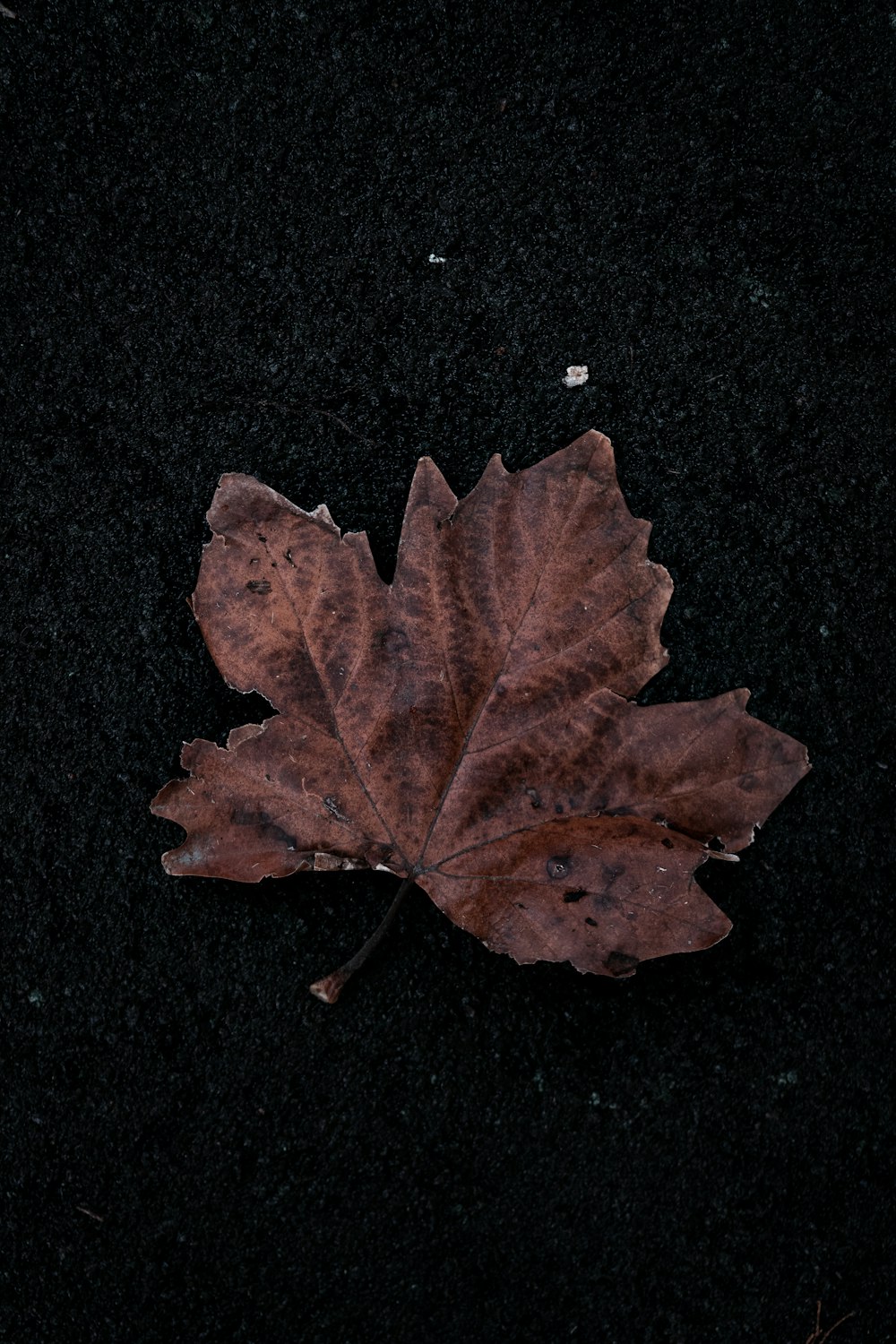 a leaf laying on the ground in the dark