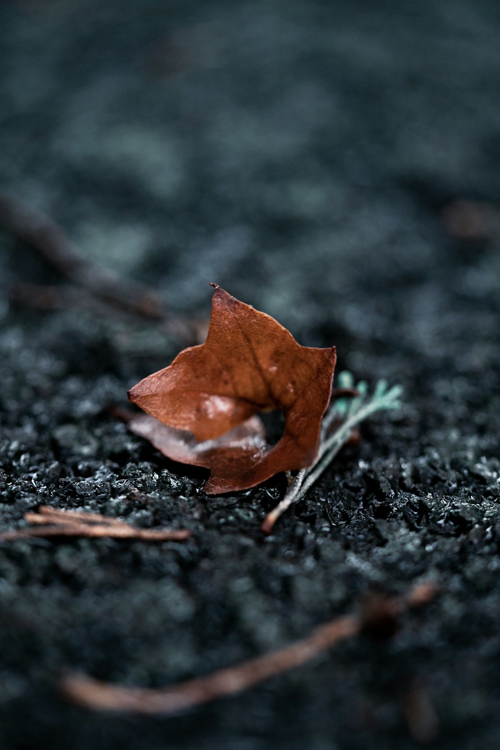 a single leaf is laying on the ground