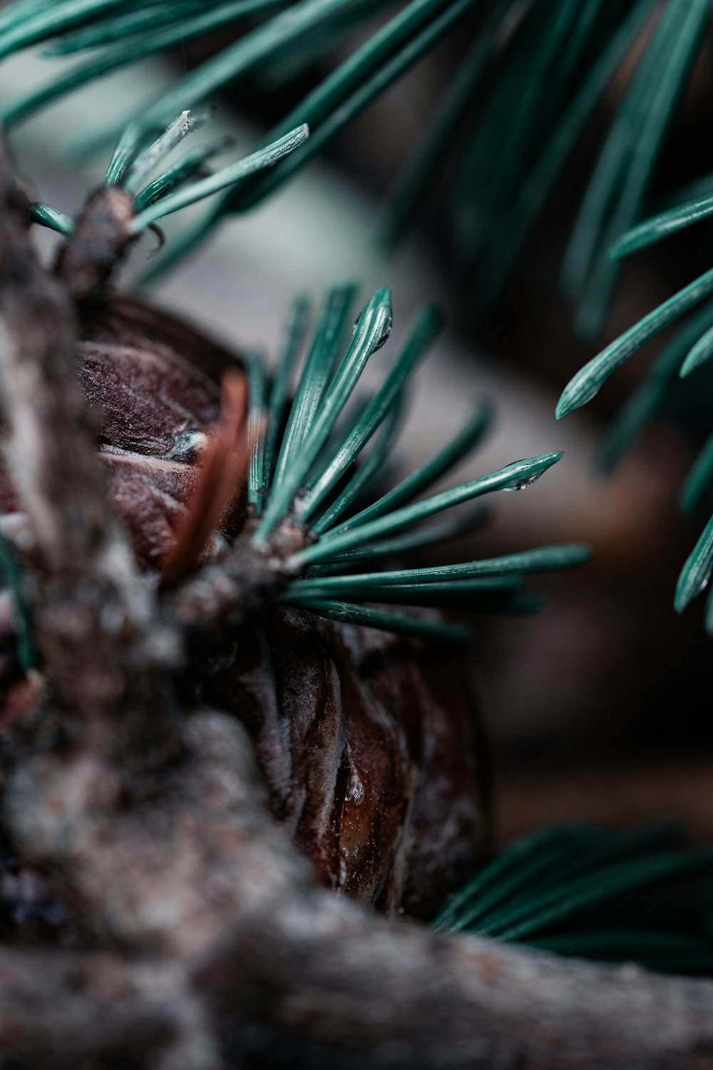 a close up of a pine cone on a tree