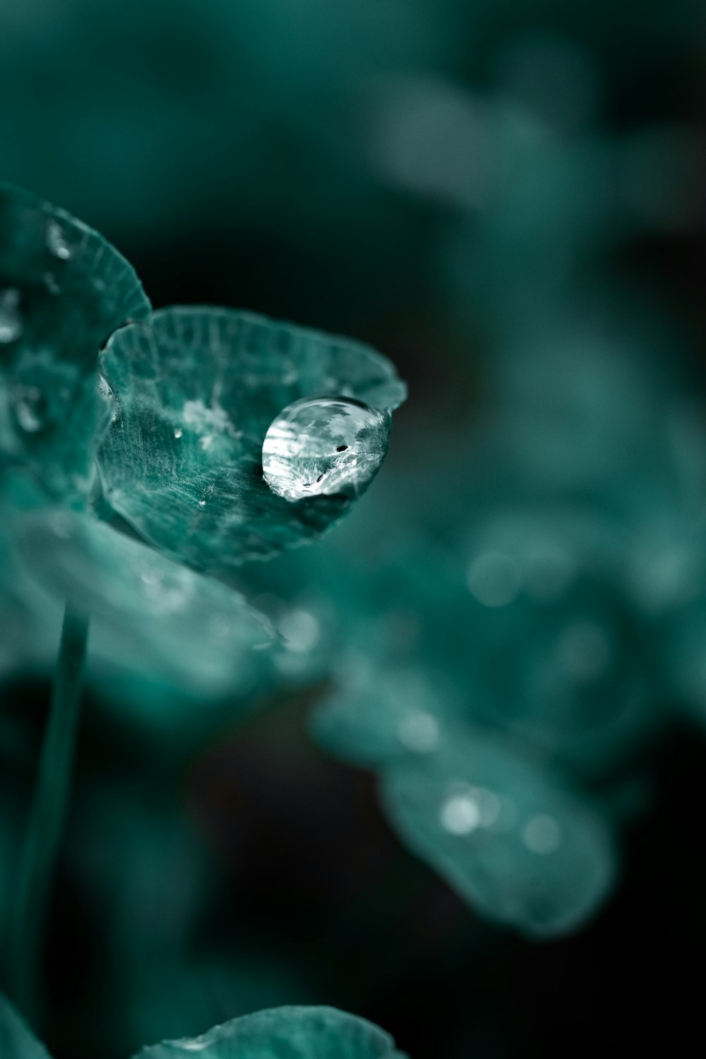 un primo piano di una goccia d'acqua su una foglia