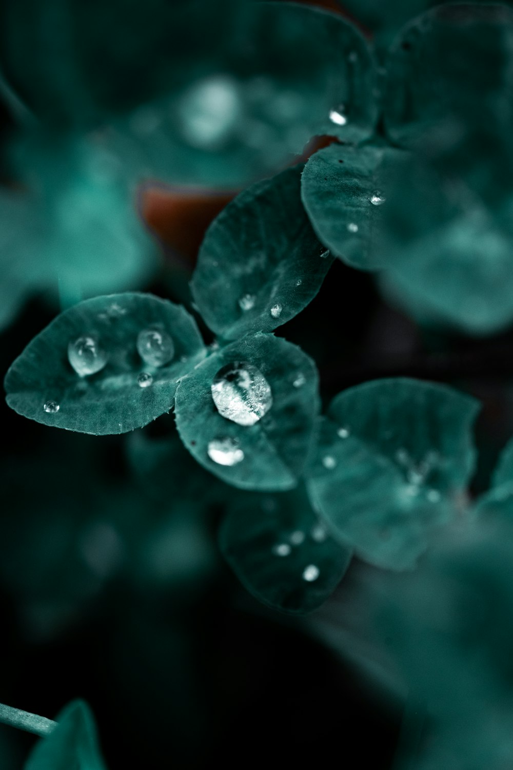 a green plant with water droplets on it