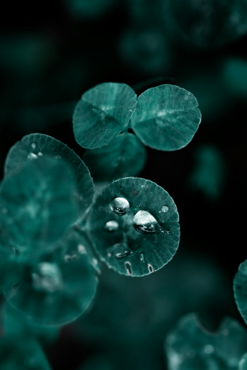 a close up of water droplets on a leaf