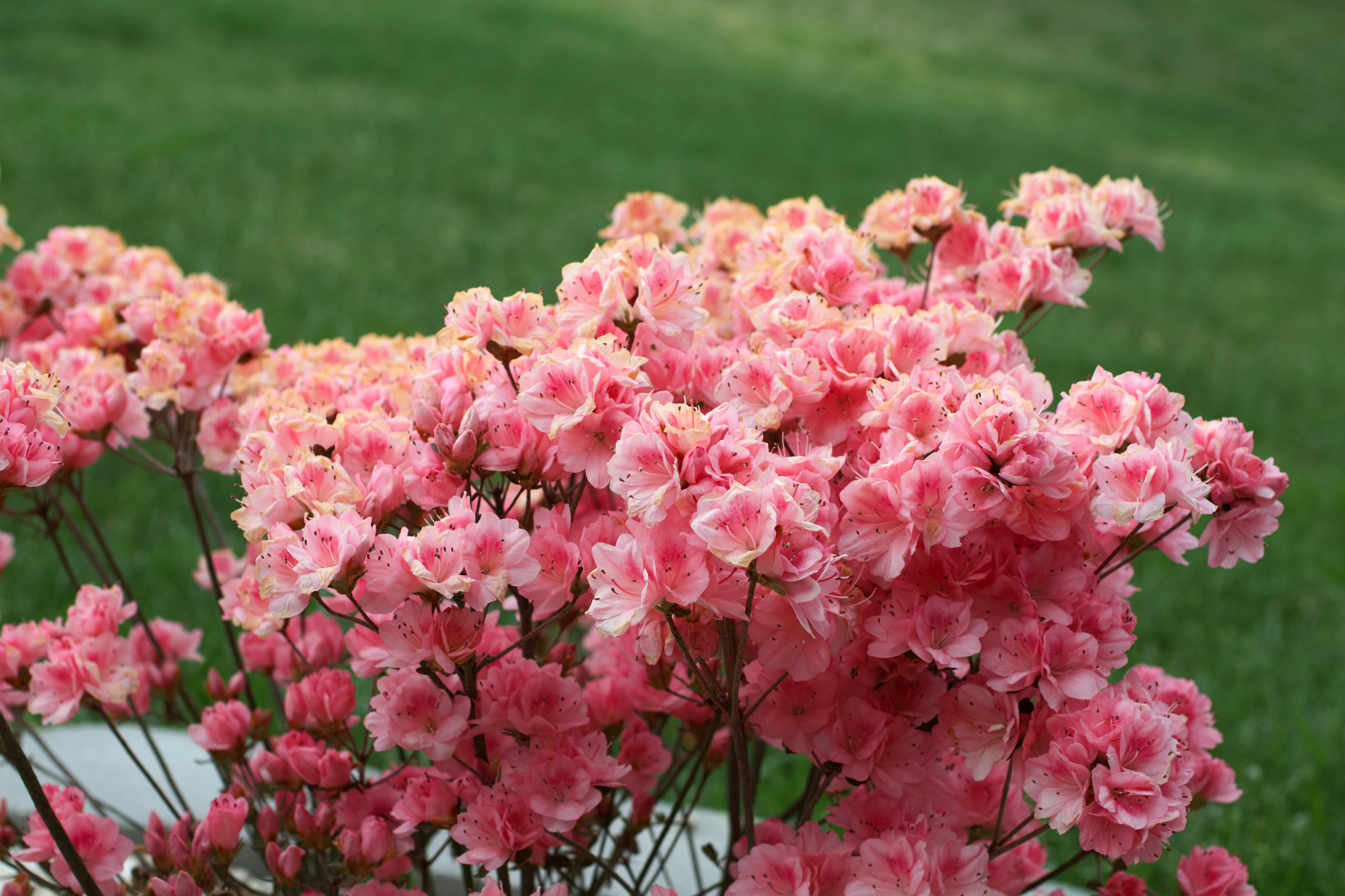 Photo by barryalbert24