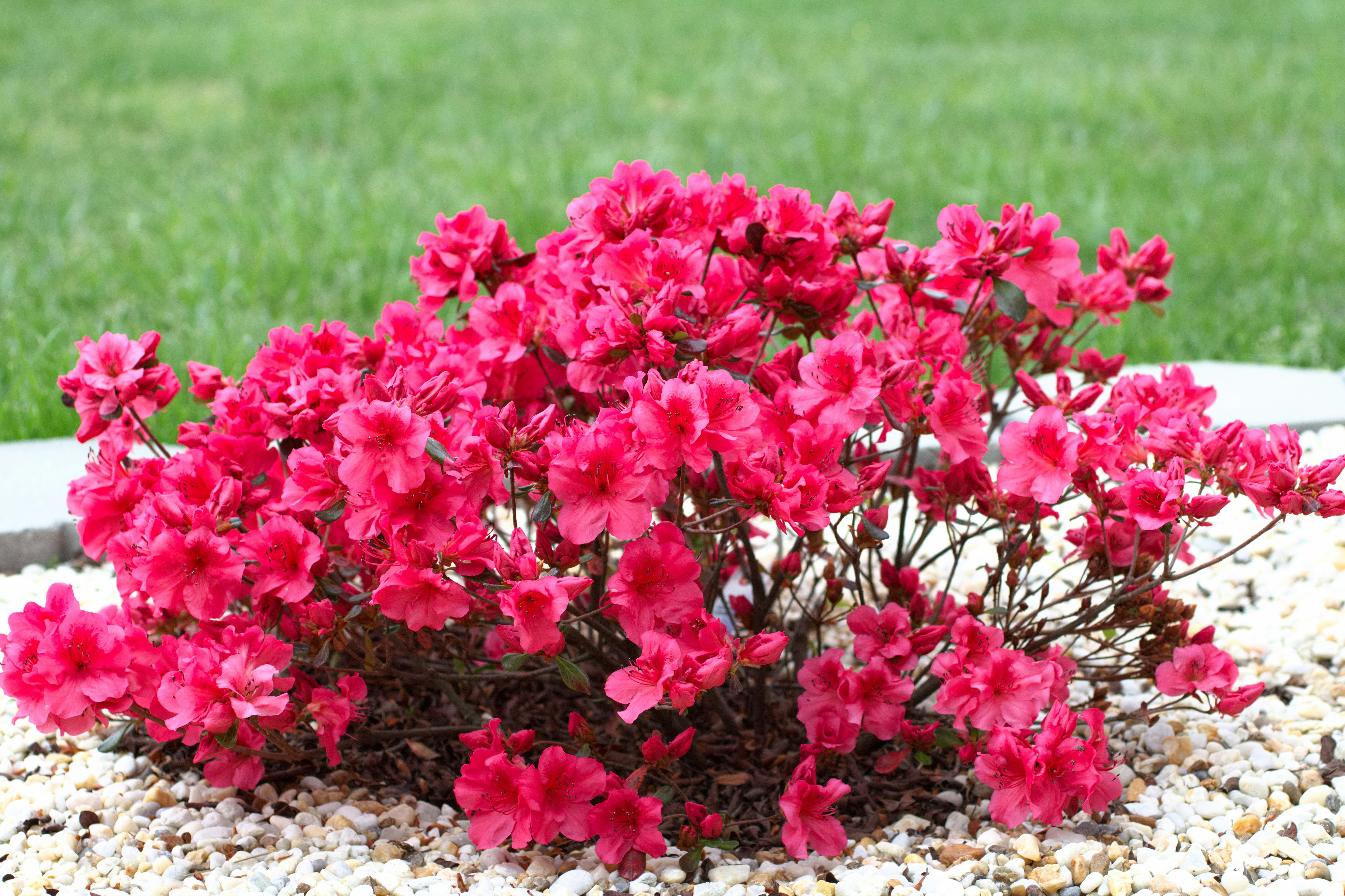 Planting a young azalea shrub in well-draining soil
