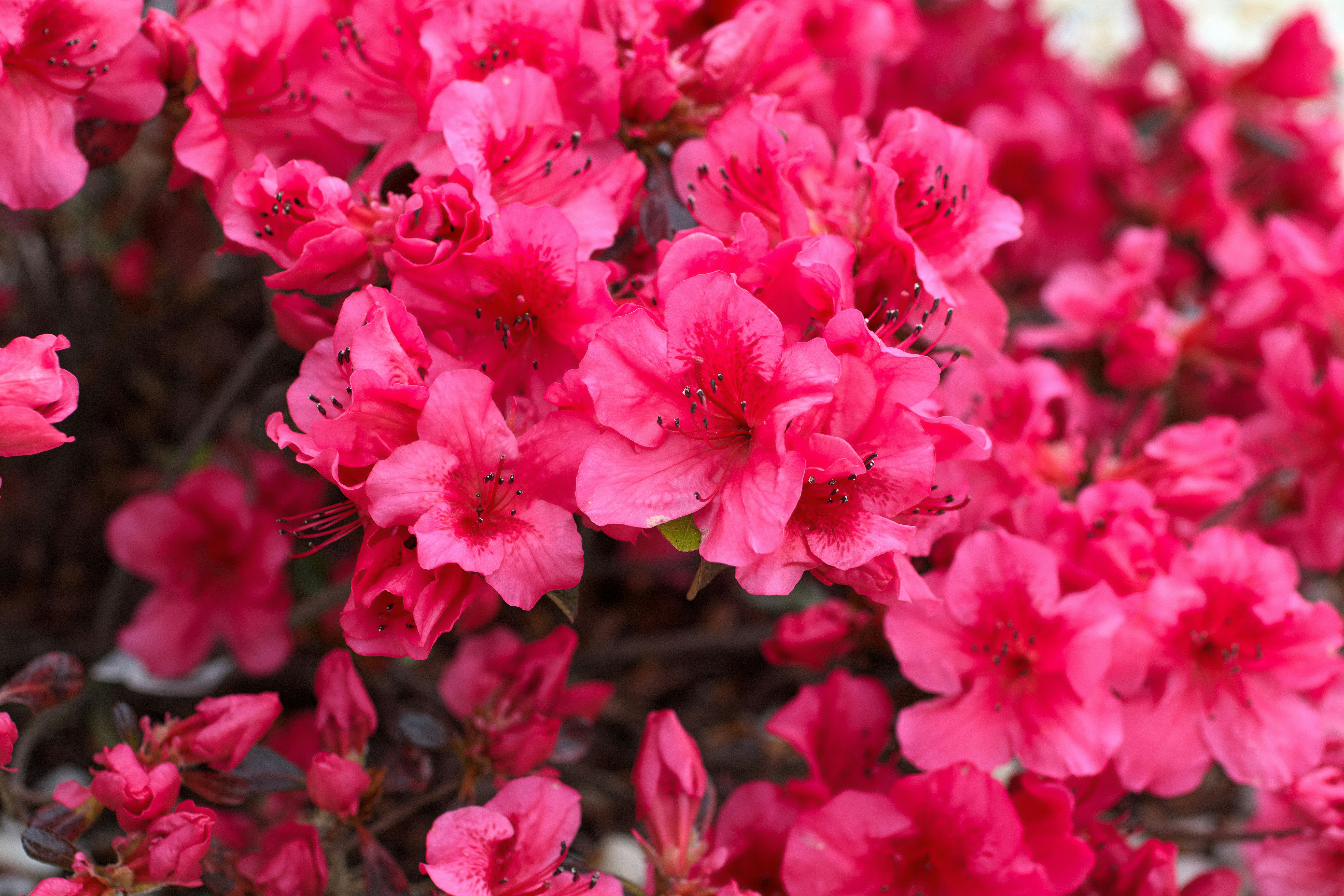 Photo by barryalbert24