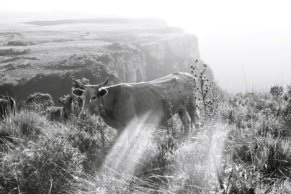 a black and white photo of a cow in a field