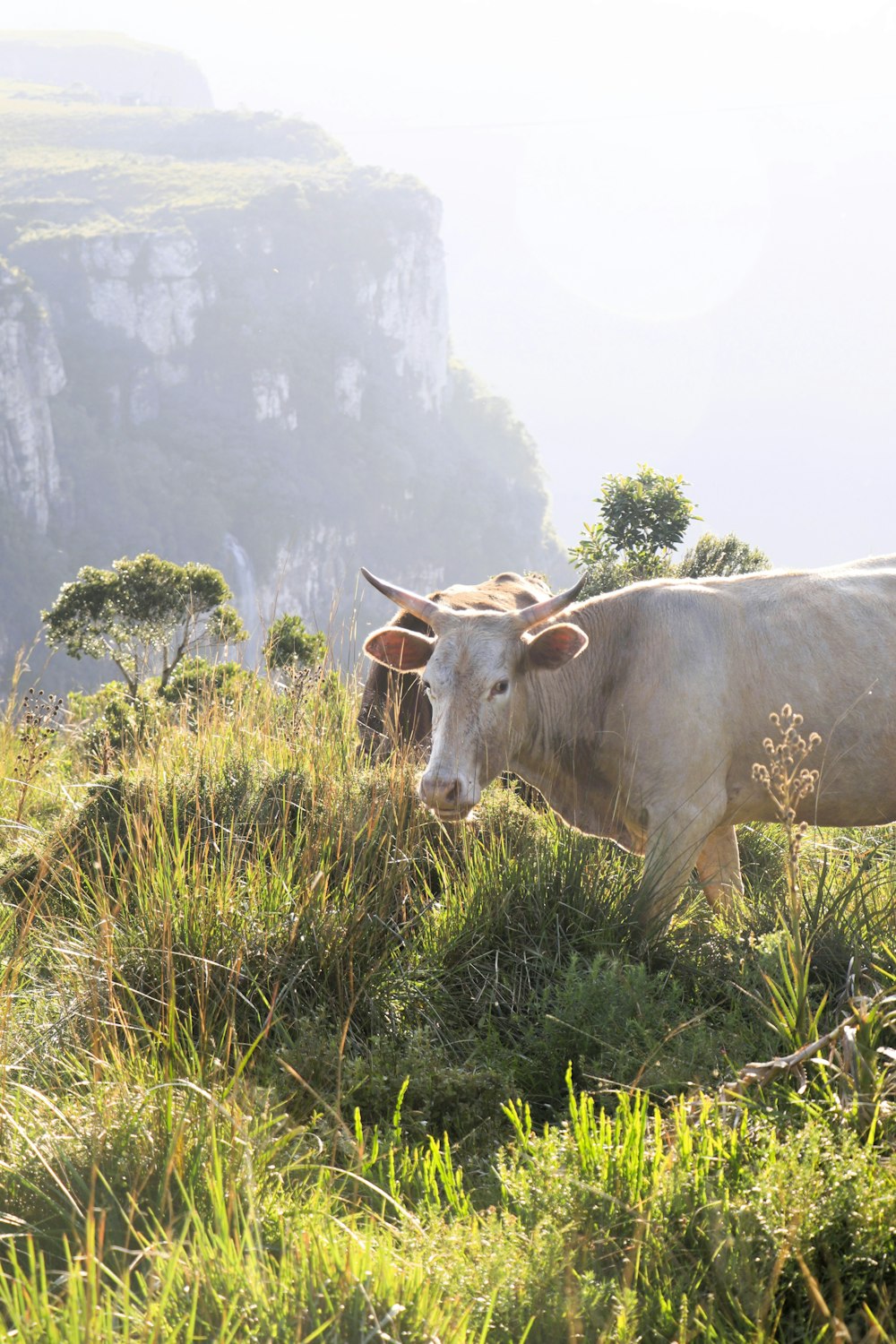 a couple of cows that are standing in the grass