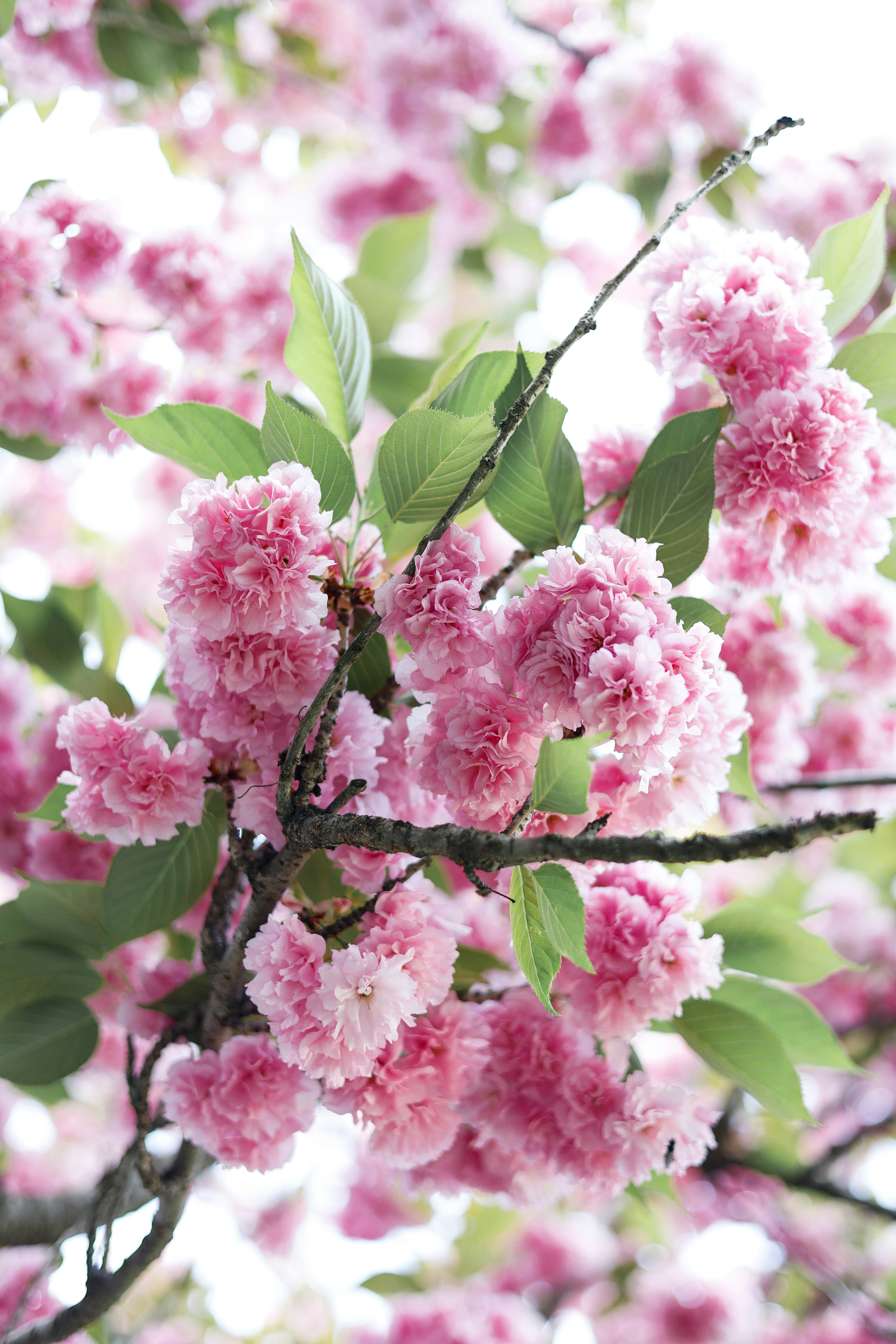 Photo by esrakorkmaz