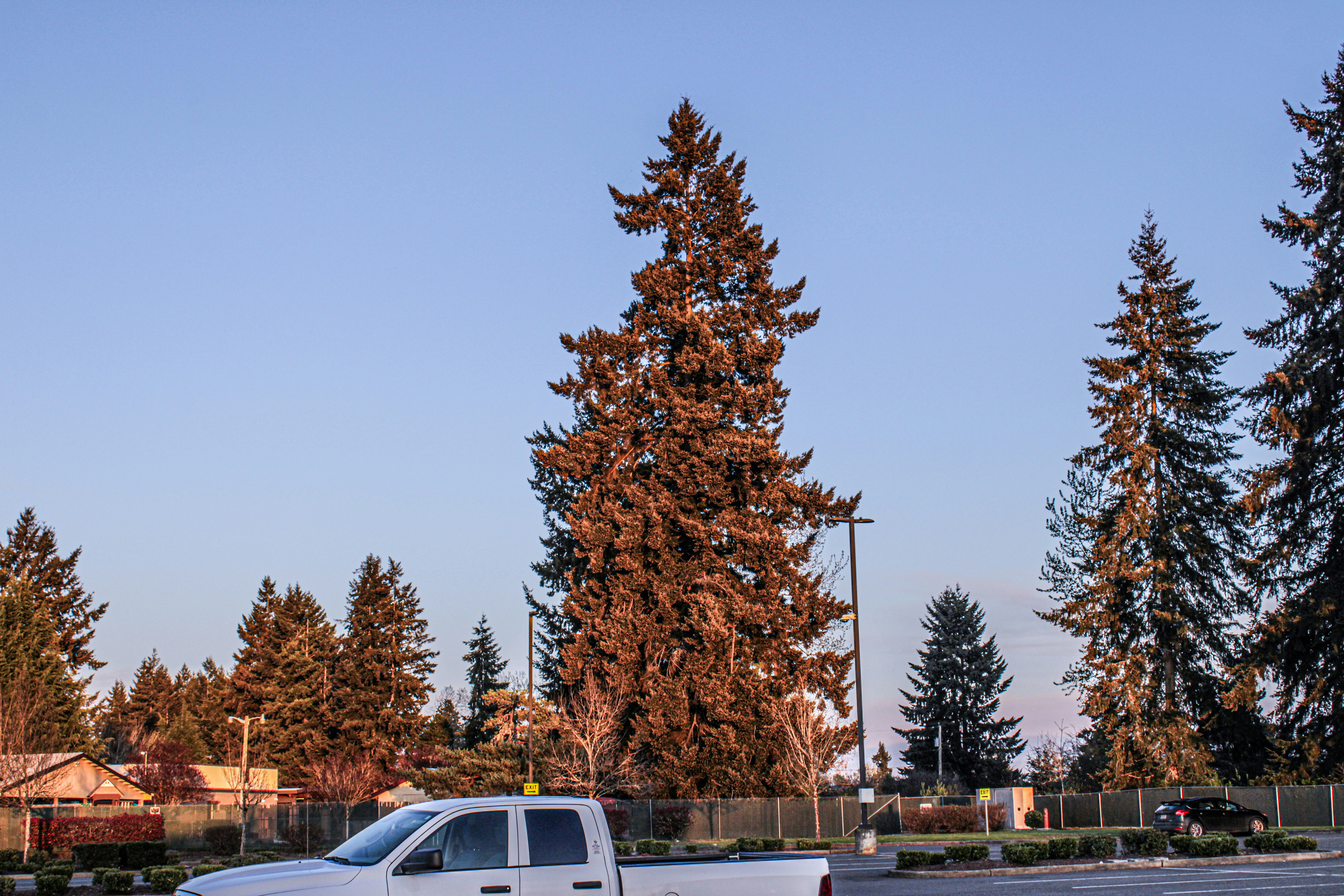 tree permit application