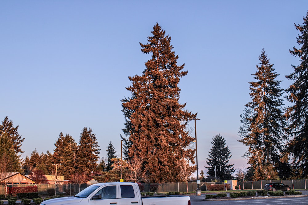 a white truck parked in a parking lot next to tall trees