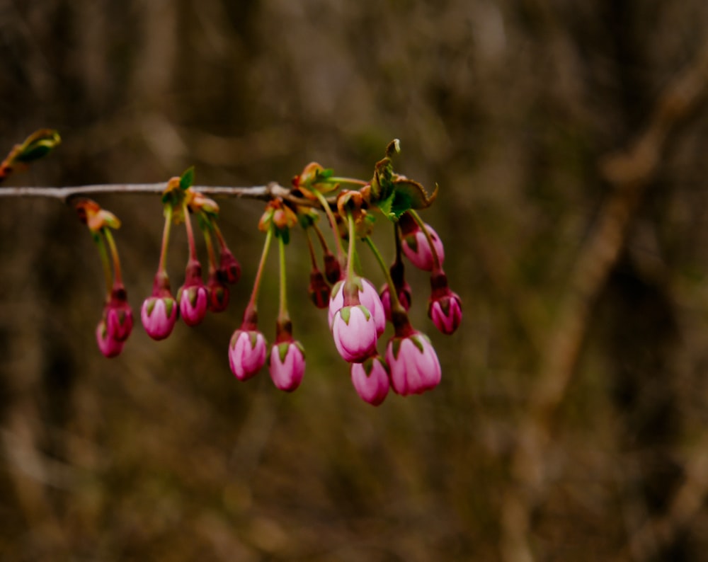 a bunch of pink flowers hanging from a branch