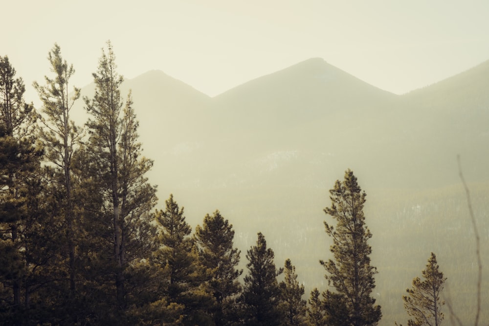 a view of a mountain range with trees in the foreground