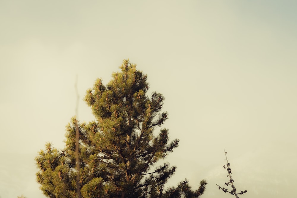 a lone pine tree in the foreground with a cloudy sky in the background