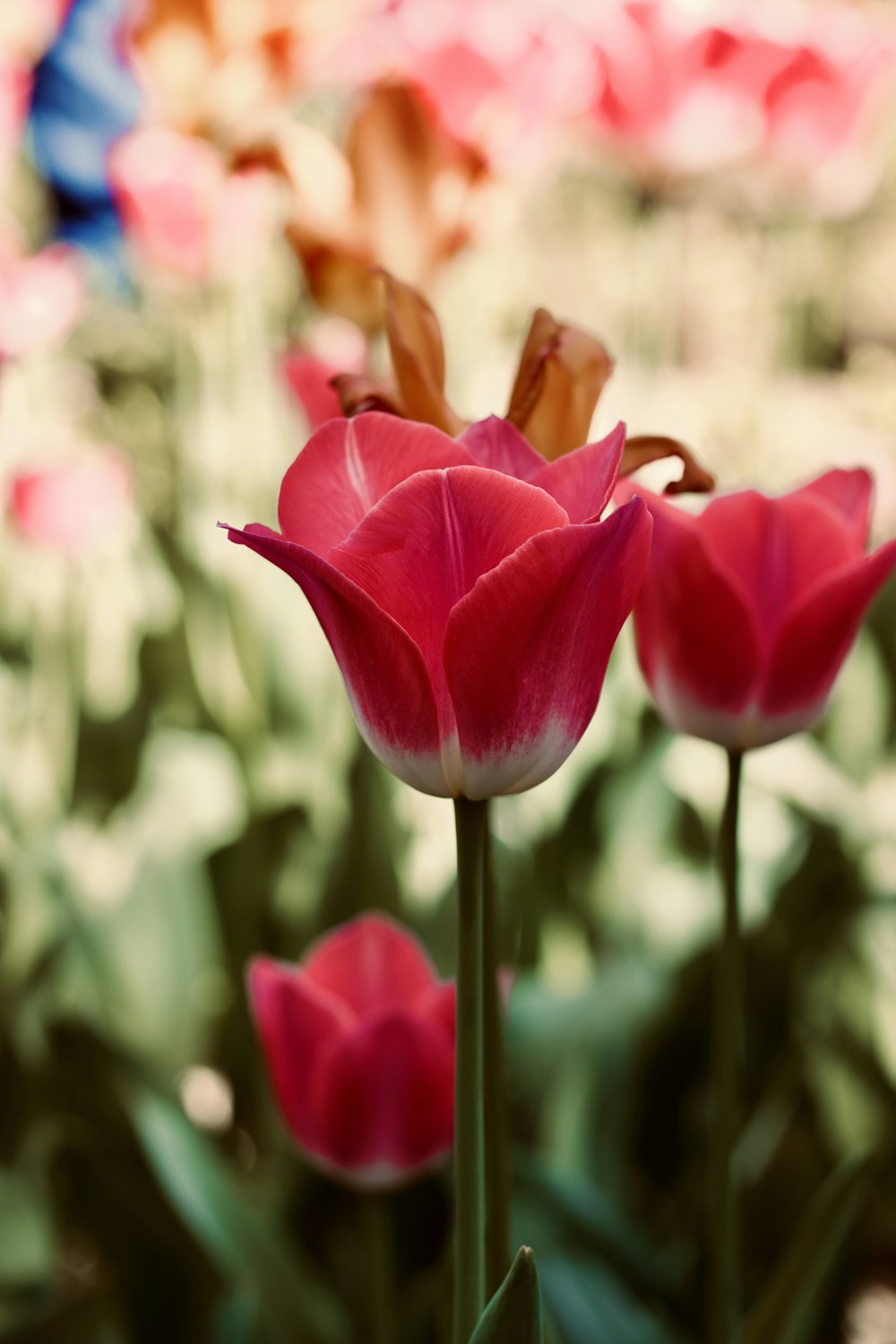 a close up of a bunch of flowers in a field