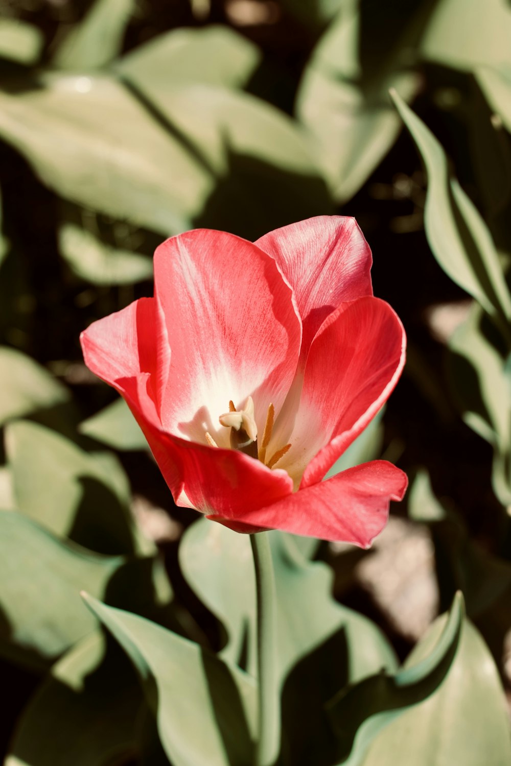 a single red tulip in the middle of green leaves