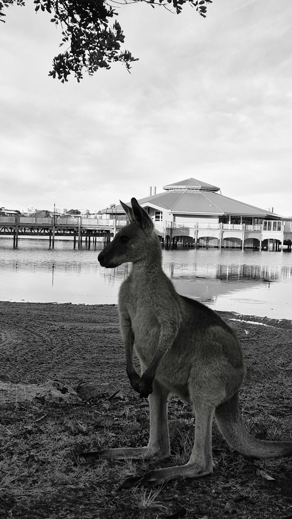 una foto in bianco e nero di un canguro