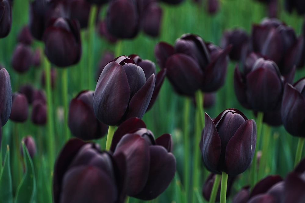 a field of purple tulips with green stems