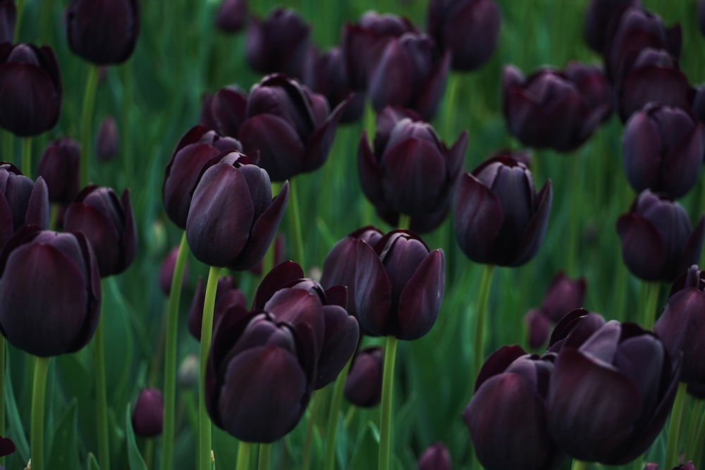 a field of purple tulips with green stems