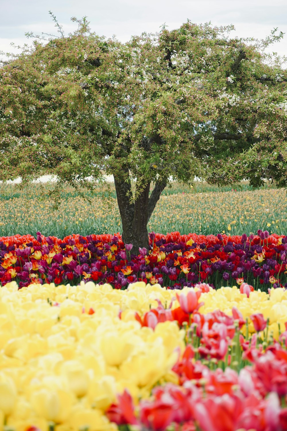 a field of flowers with a tree in the background