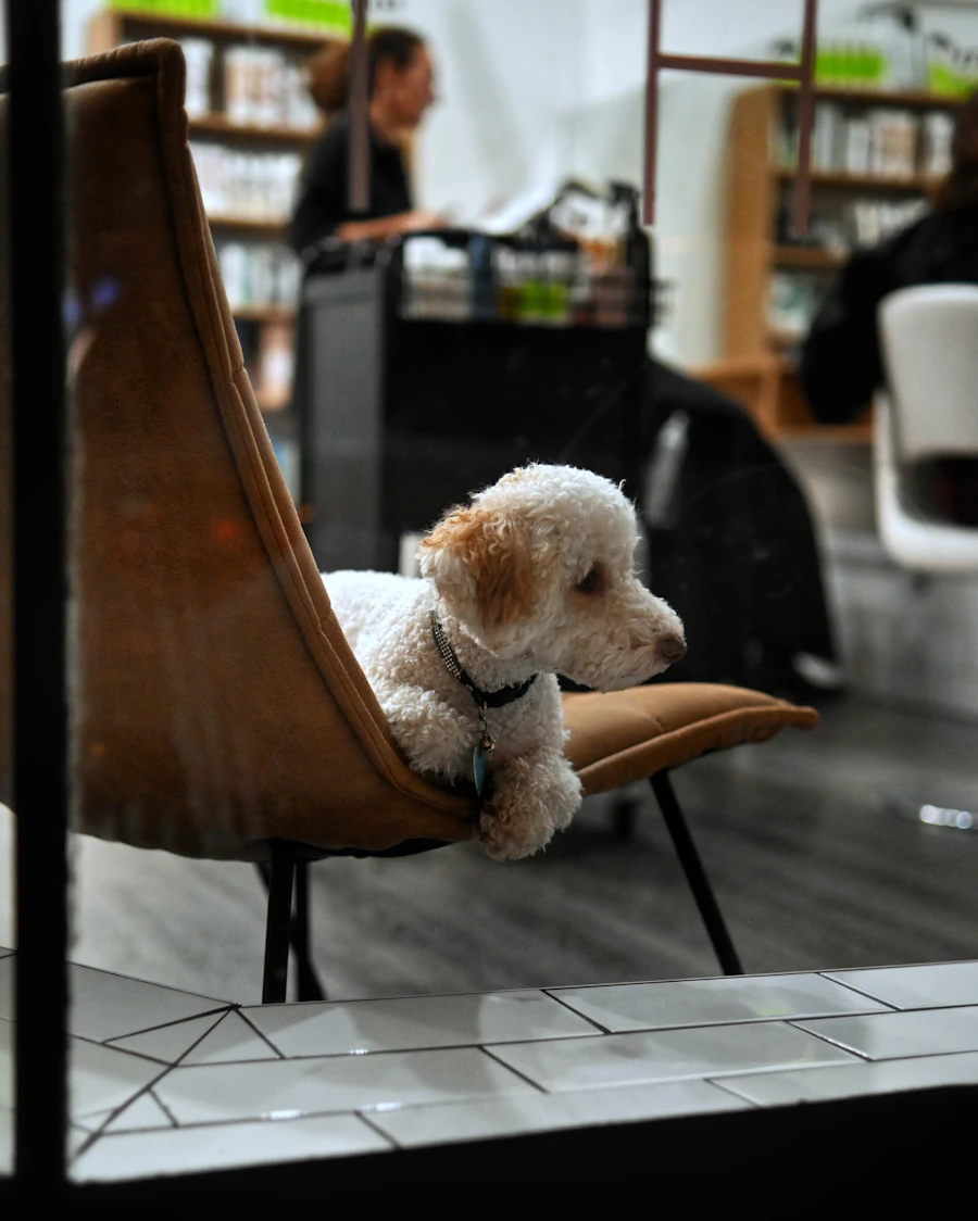 น้องหมาขนฟูนั่งรอบนเก้าอี้ในร้าน