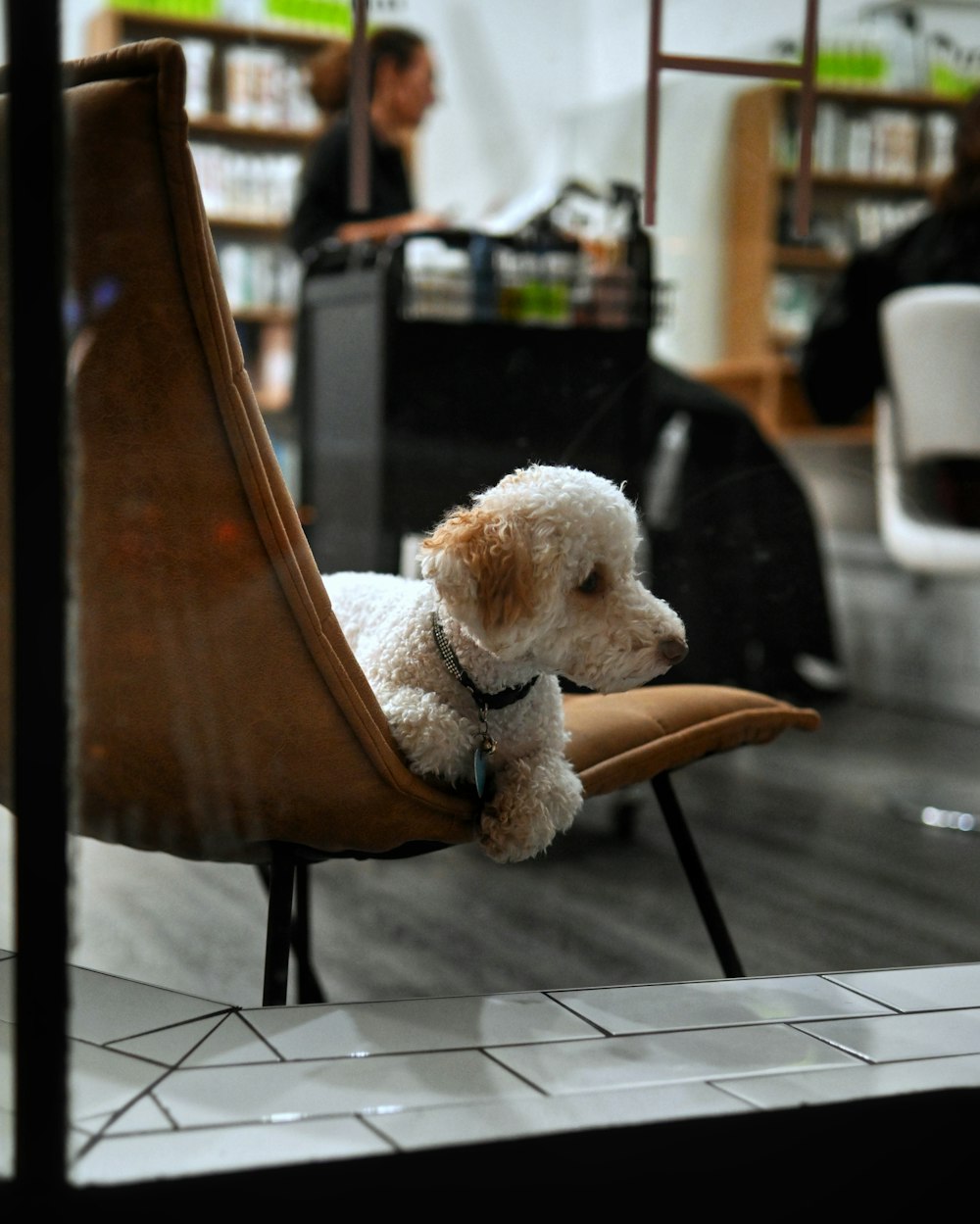 a small white dog sitting on a wooden chair