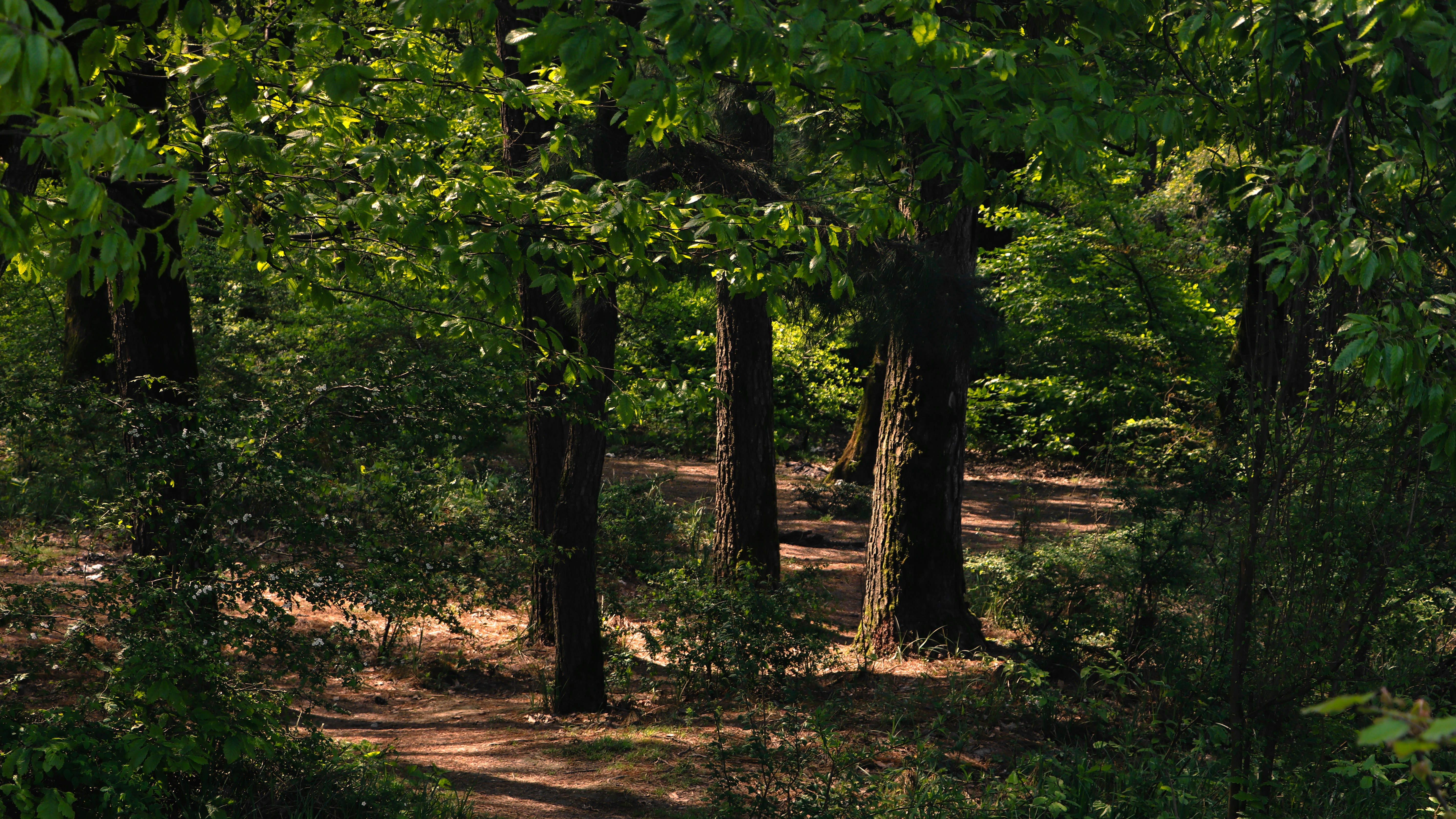 Photo by alireza_hashemi