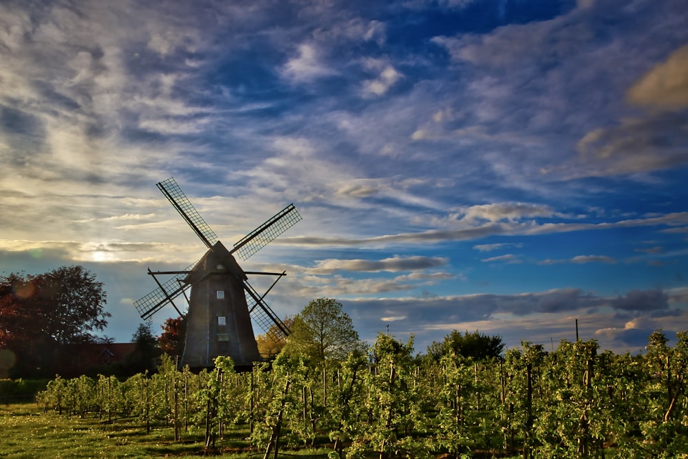 a windmill in the middle of a vineyard