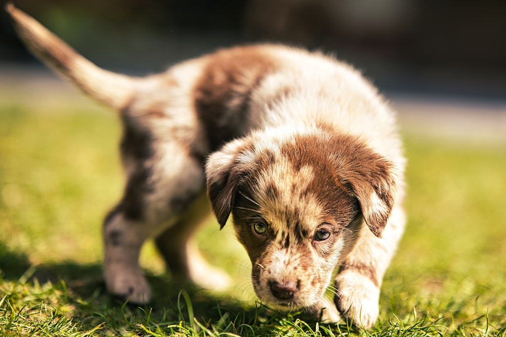 a brown and white puppy walking across a lush green field