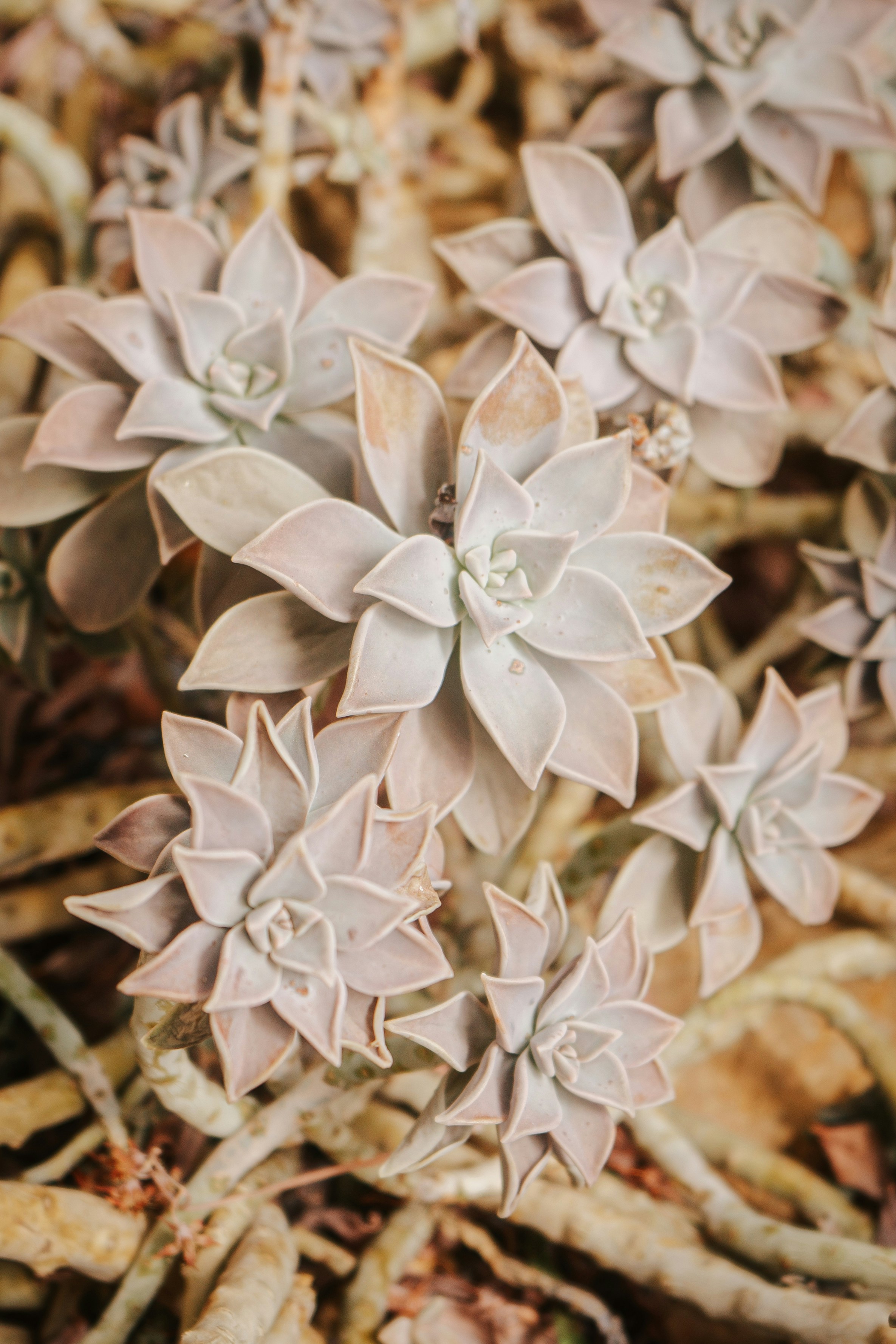 a close up of a bunch of flowers on the ground