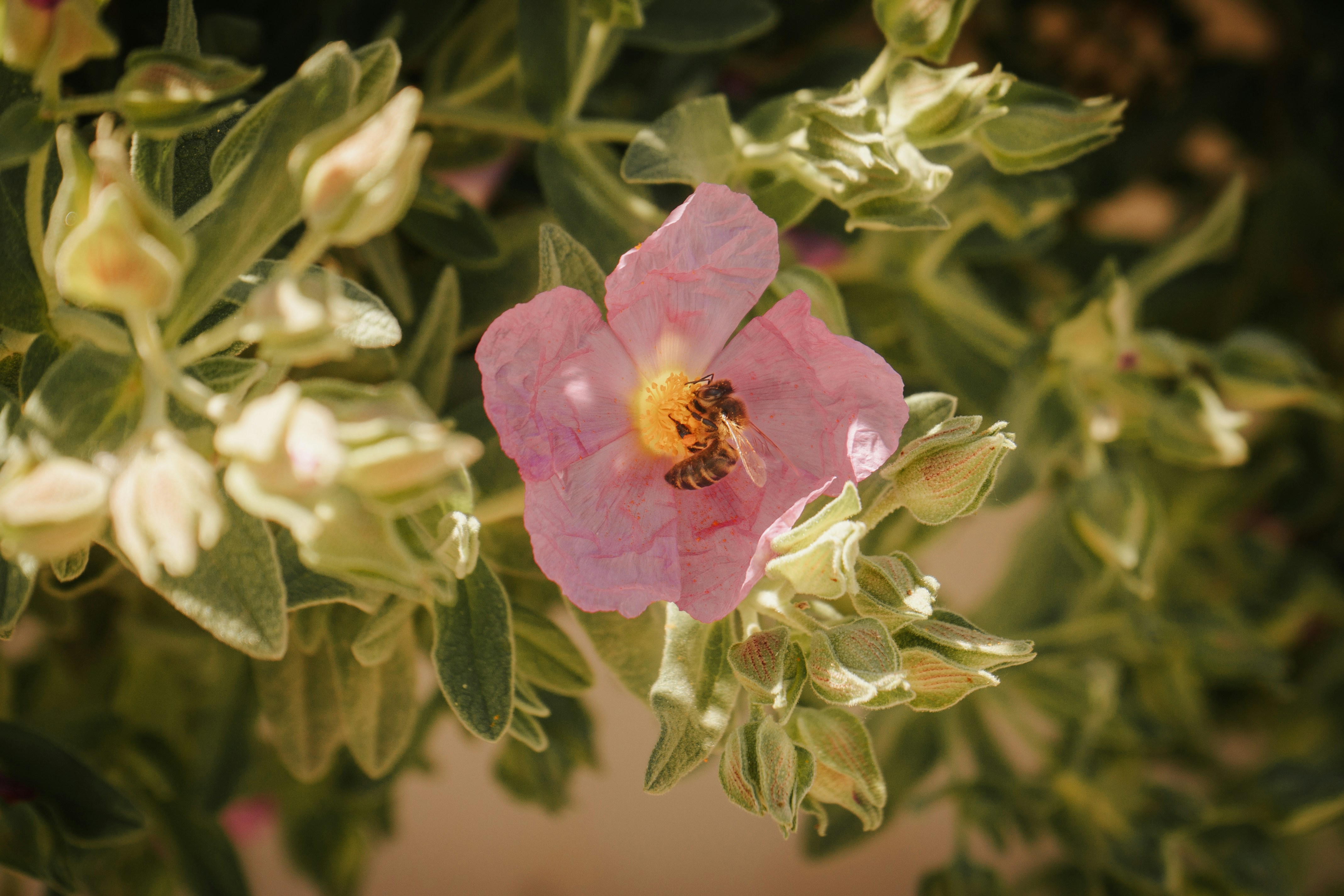 a pink flower with a bee inside of it