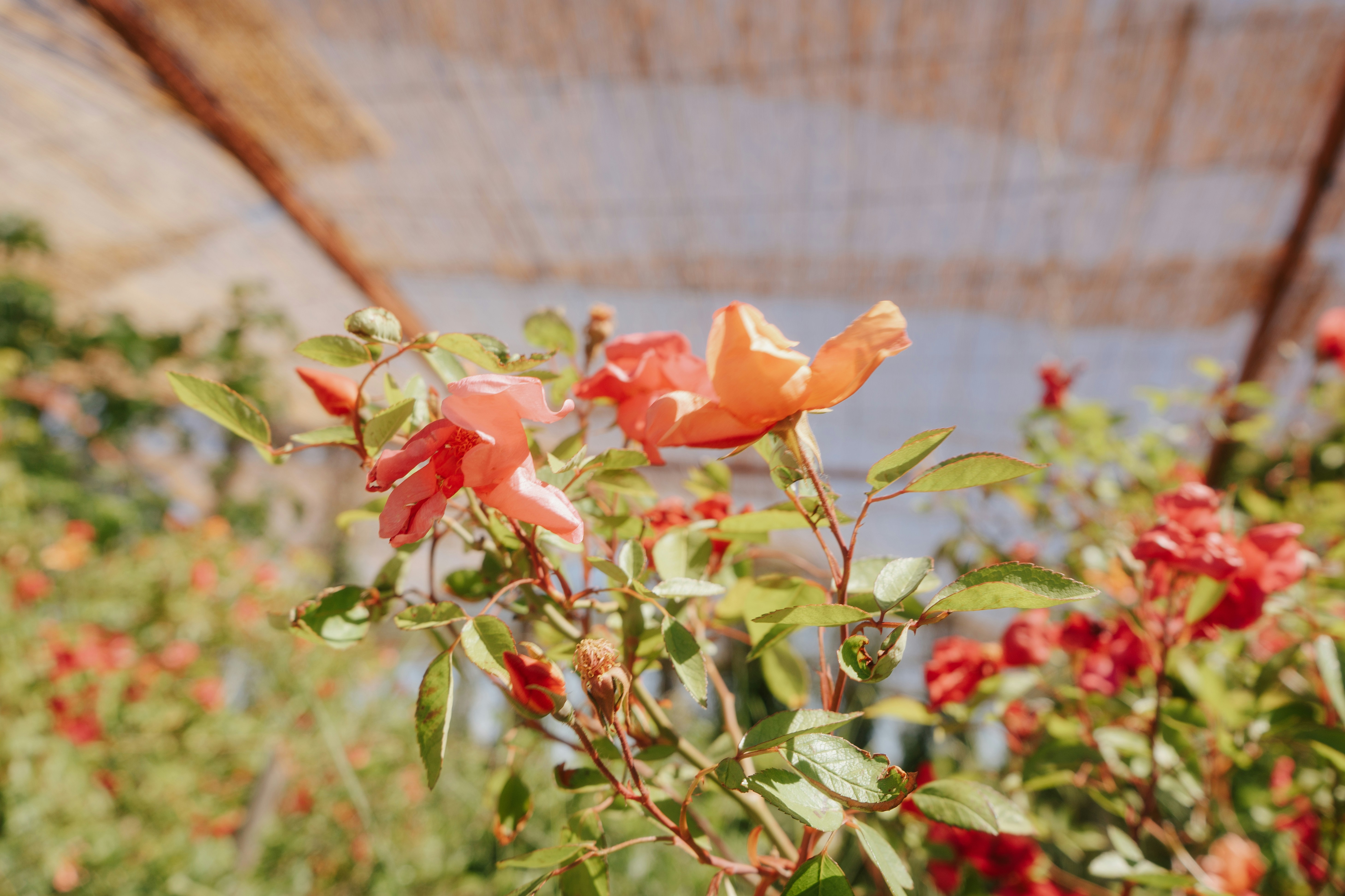 a bunch of flowers that are in a garden